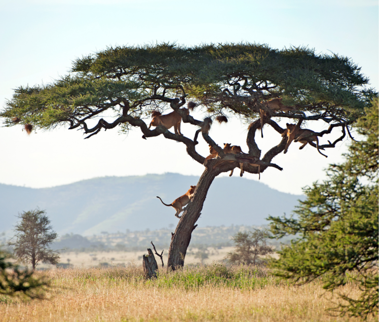 Embarking on an Unforgettable Safari Adventure in the Serengeti