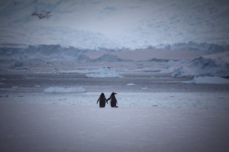 Two penguins walking on snowy terrain against an icy Antarctic backdrop.