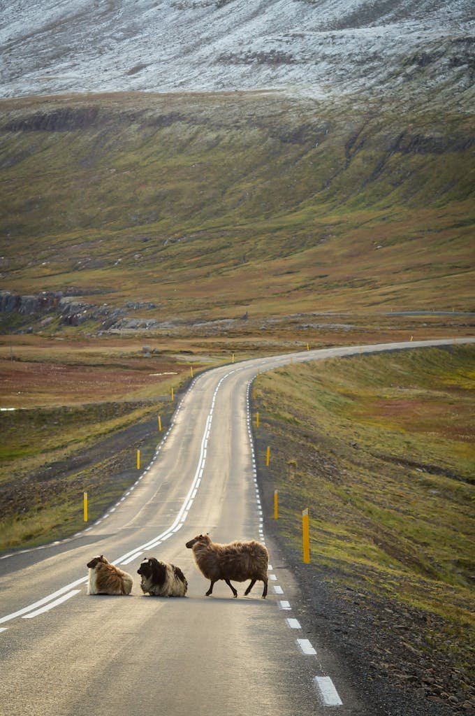 Sheep crossing a winding road in a scenic rural landscape with mountains.